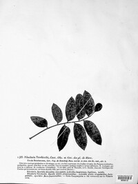 Pileolaria terebinthi image